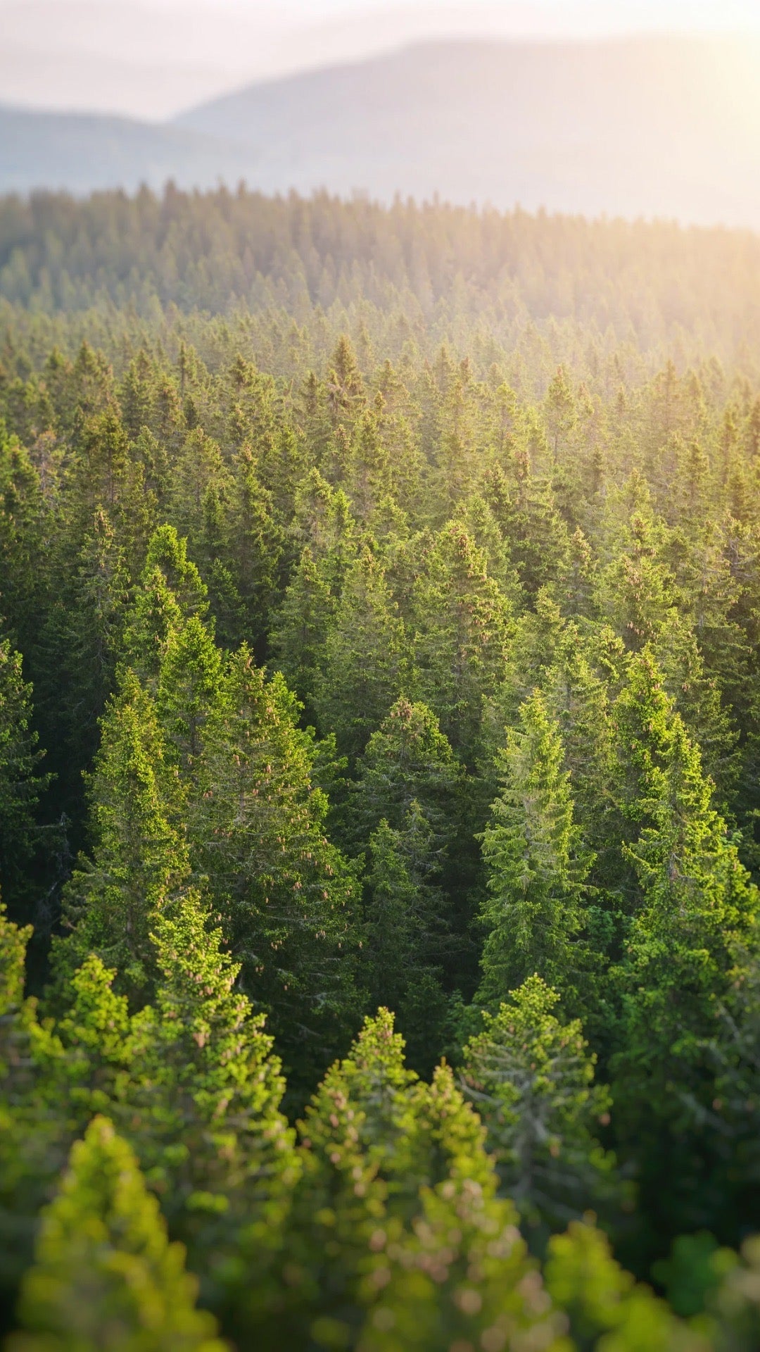 chiapudding.de leckeres mit natürliche Zutaten